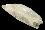 Fossil Whale Cervical Vertebra - Yorktown Formation #159495-1